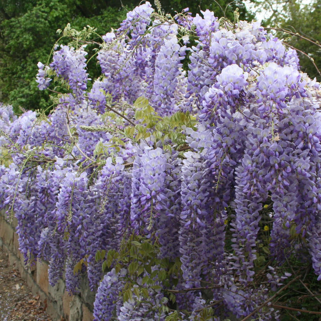 Chinese Wisteria Caroline (Wisteria sinensis) - Ladybird Nursery