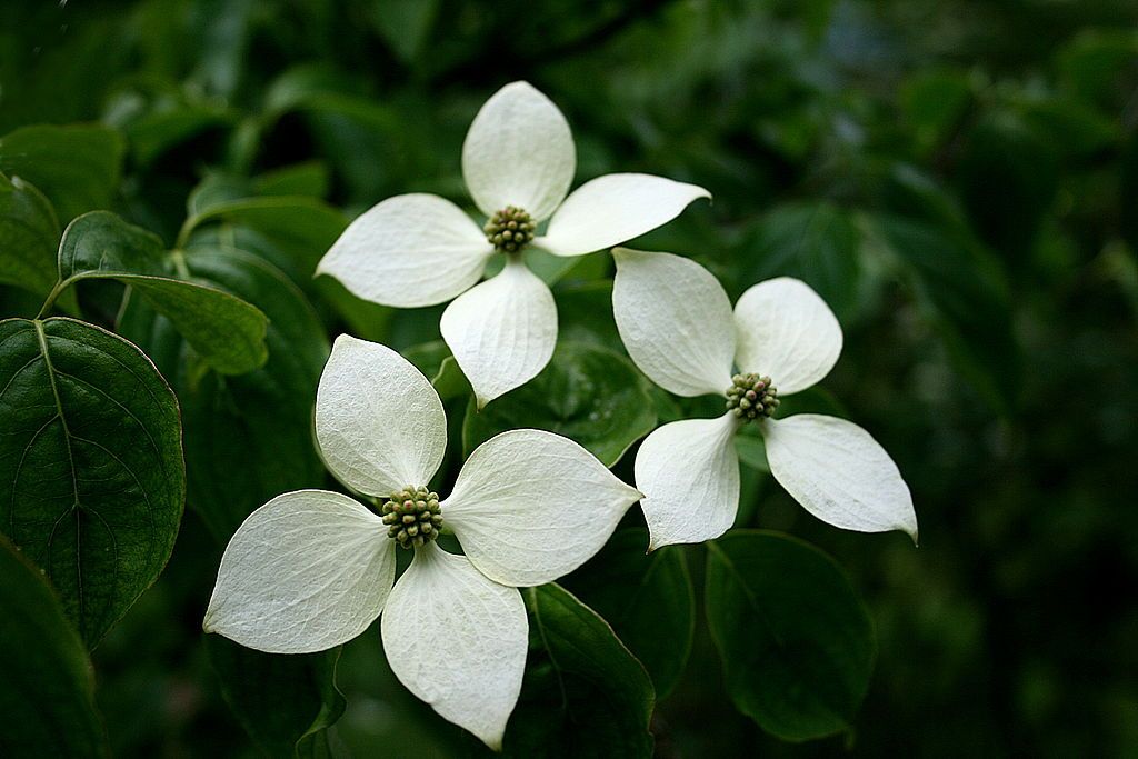 Chinese Dogwood chinensis (Cornus kousa)
