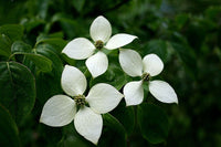Chinese Dogwood chinensis (Cornus kousa)