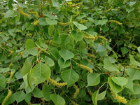 Chinese Tallow Bush Form (Triadica sebifera)