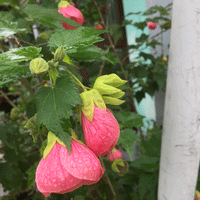 Chinese Lantern 'Lucky Pink' (Abutilon)