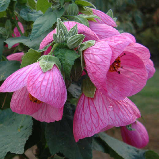 Chinese Lantern 'Lucky Pink' (Abutilon)