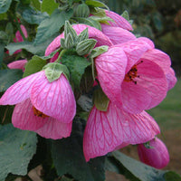 Chinese Lantern 'Lucky Pink' (Abutilon)