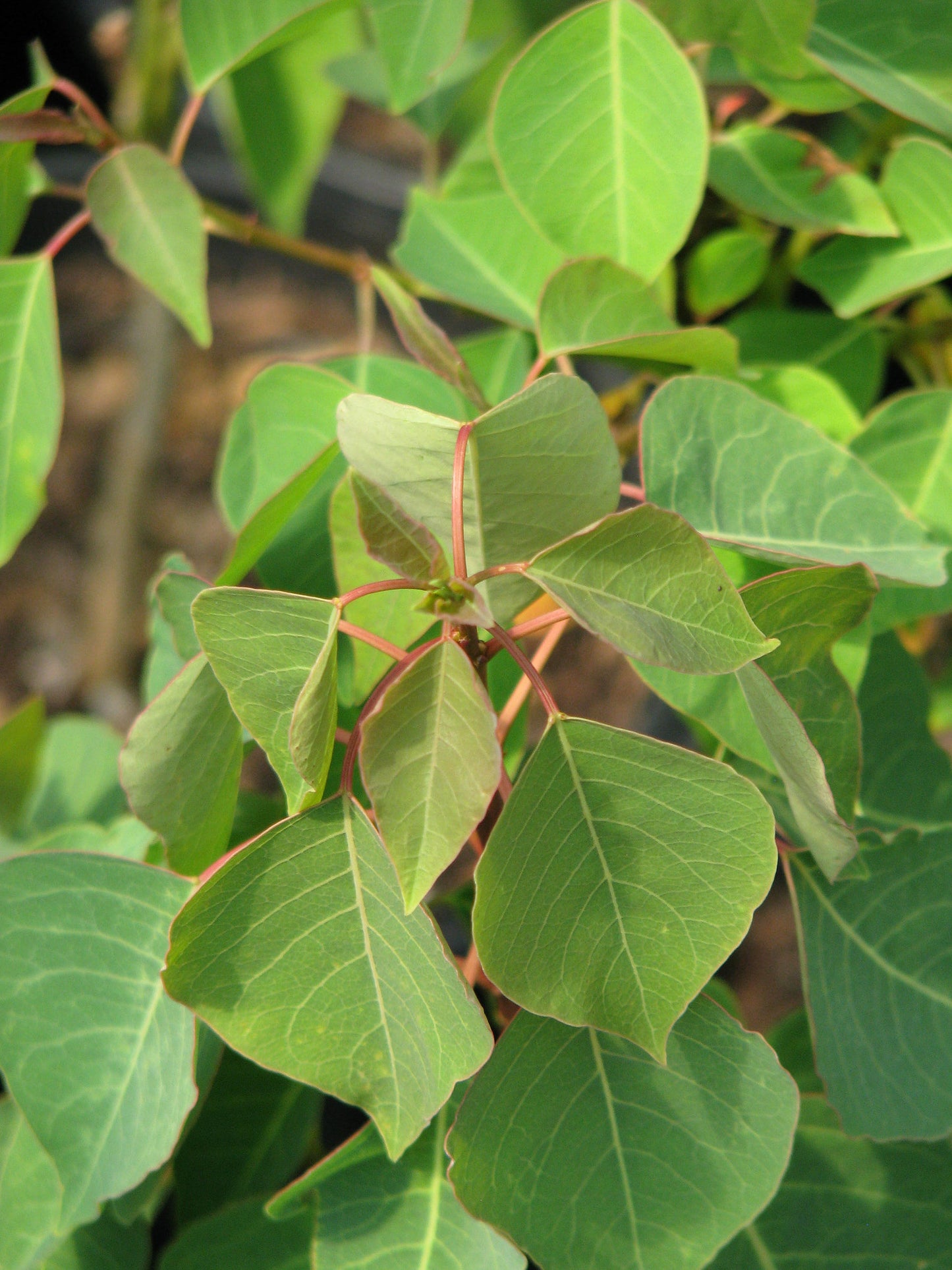 Chinese Tallow (Triadica sebifera)