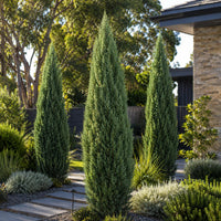 Chinese Juniper Pyramidalis (Juniperus chinensis) (PICKUP ONLY) - Ladybird Nursery