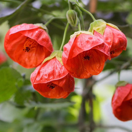 Chinese Lantern 'Lucky Red' (Abutilon) - Ladybird Nursery