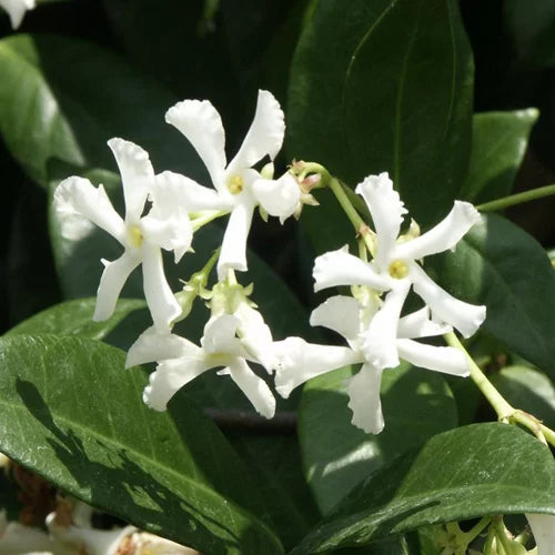 Star Jasmine Tripods (Trachelospermum jasminoides)