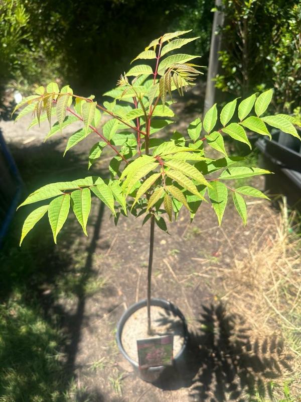 Chinese Cedar Flamingo (Cedrela sinensis)