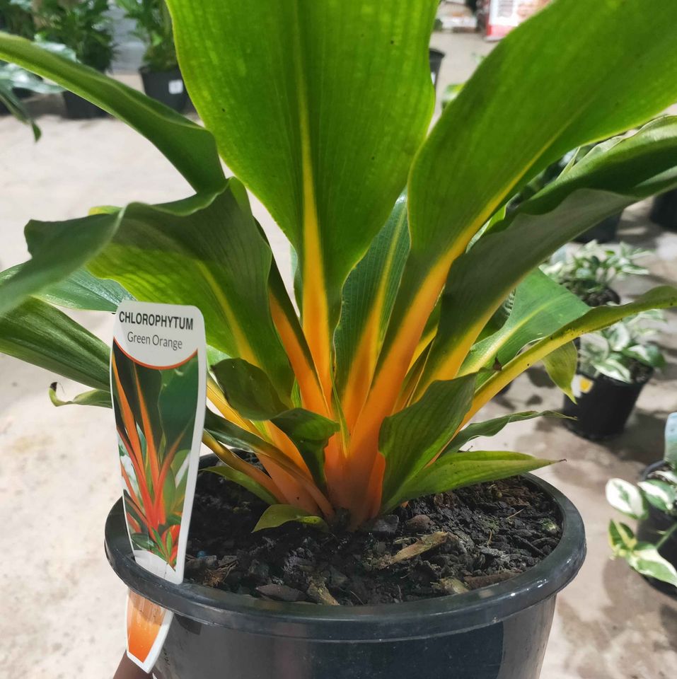 Chlorophytum Green Orange - Ladybird Nursery