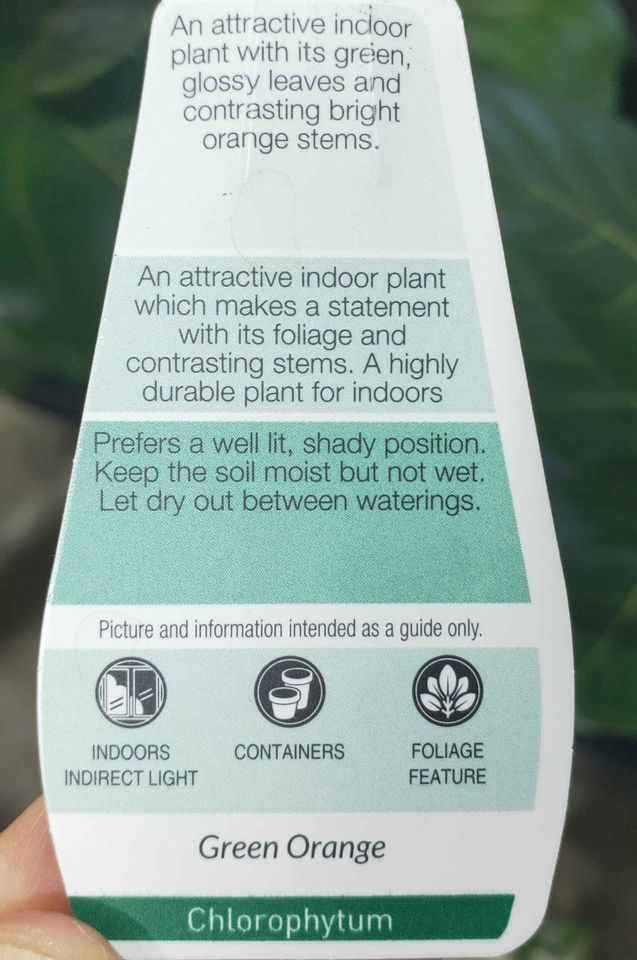 Chlorophytum Green Orange