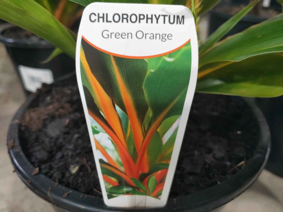 Chlorophytum Green Orange - Ladybird Nursery