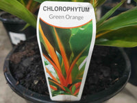 Chlorophytum Green Orange