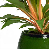 Spider Plant Green Orange (Chlorophytum) - Ladybird Nursery