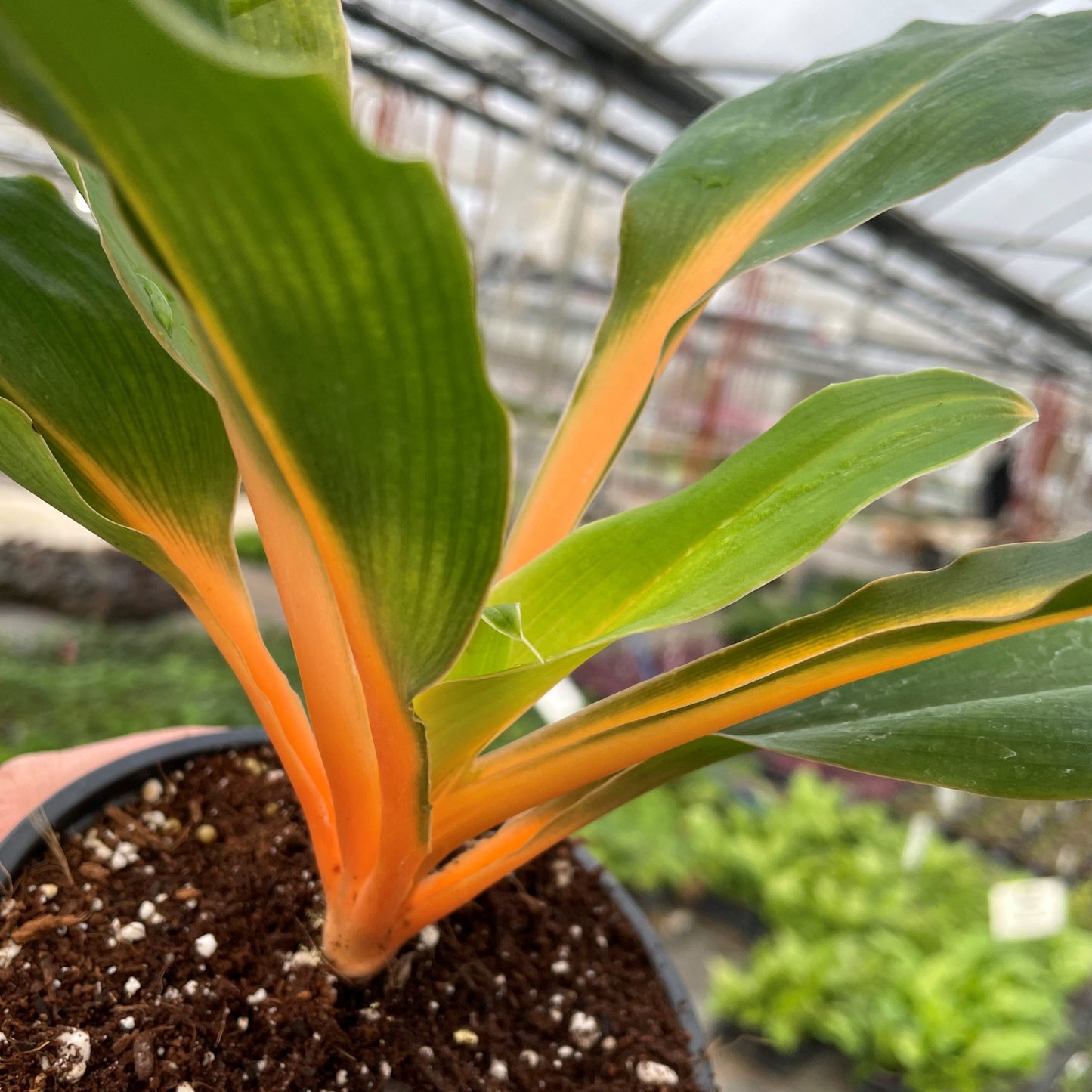 Spider Plant Green Orange (Chlorophytum)