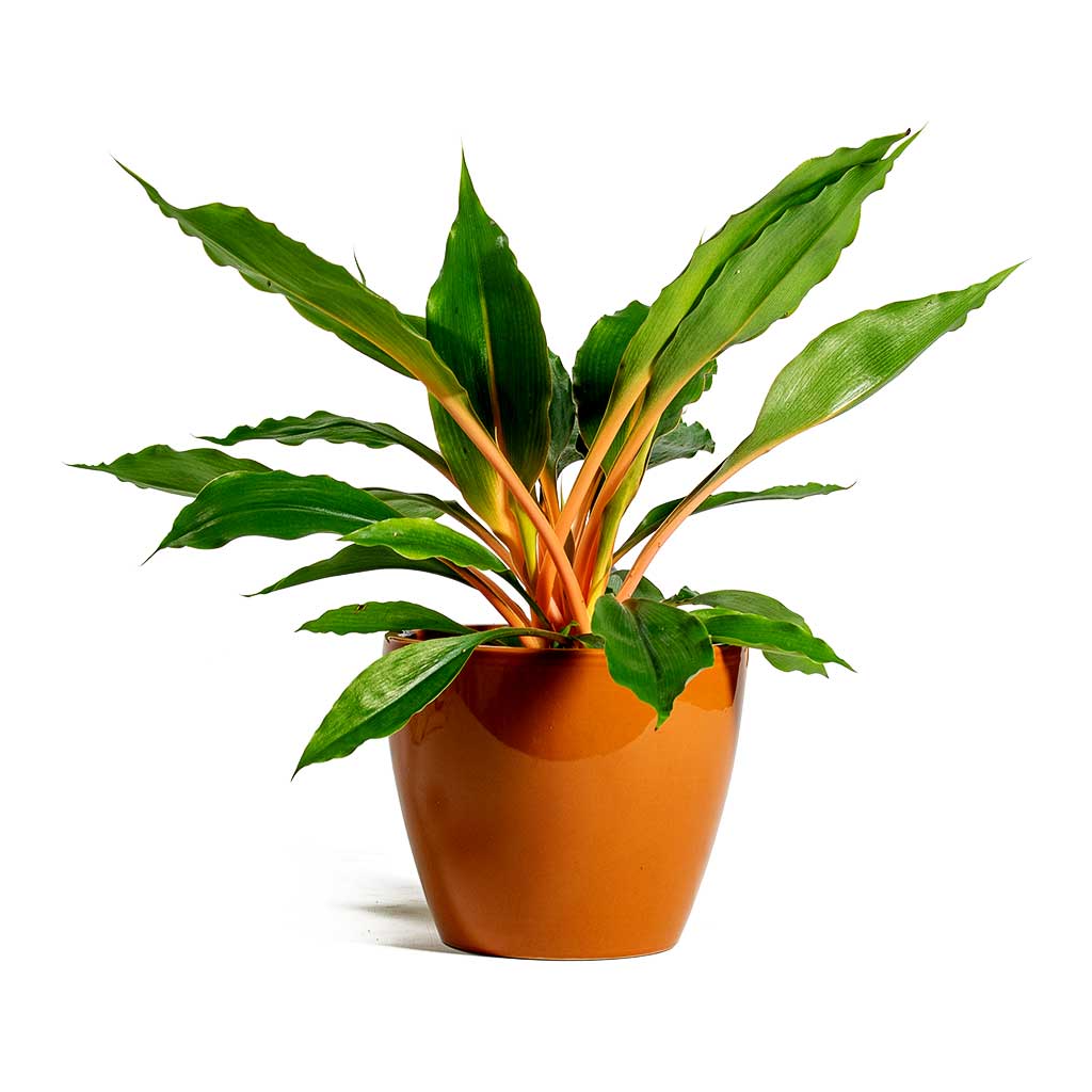 Spider Plant Green Orange (Chlorophytum)