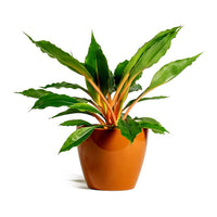 Spider Plant Green Orange (Chlorophytum)