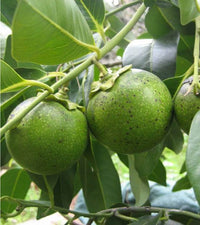 Black Sapote (Chocolate Pudding) - Ladybird Nursery