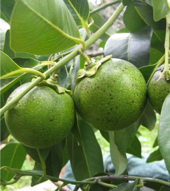 Black Sapote - Maher (Dwarf) (grafted) - Ladybird Nursery