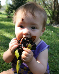 Black Sapote - Mossman (grafted) - Ladybird Nursery