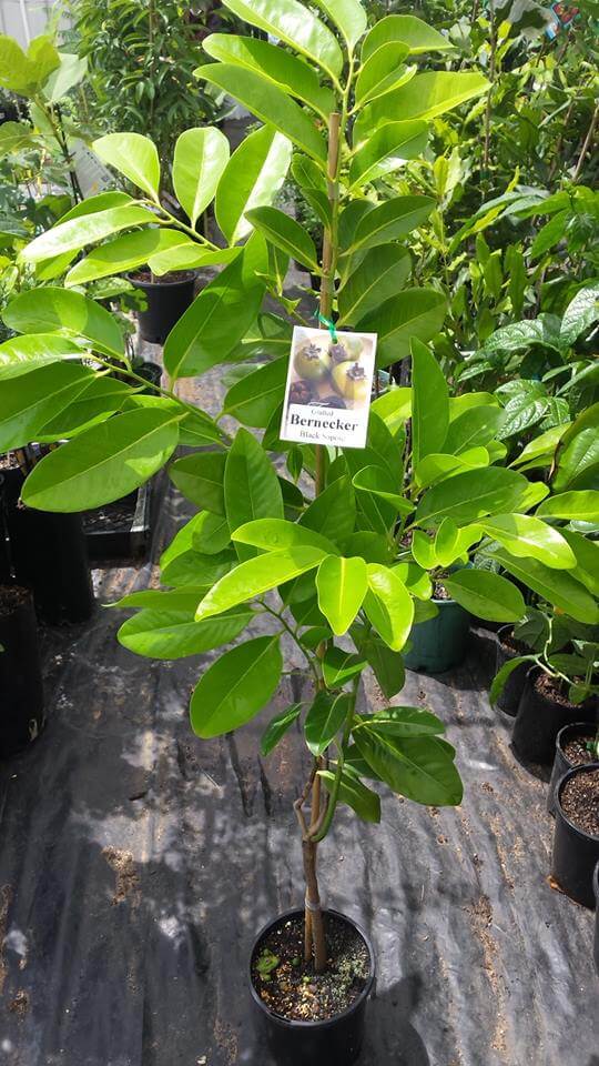 Black Sapote - Mossman (grafted) - Ladybird Nursery