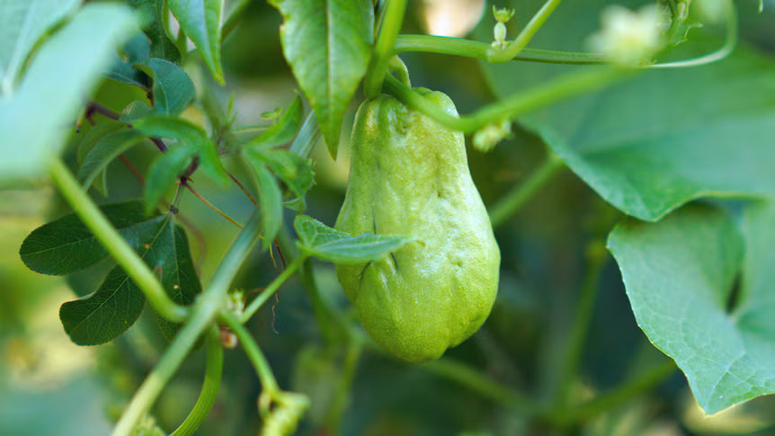 Choko Vine