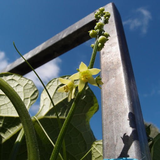 Choko Vine - Ladybird Nursery