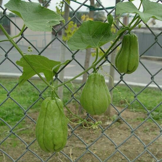 Choko Vine - Ladybird Nursery