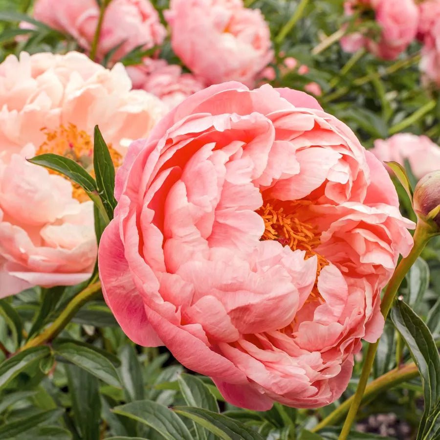 Peony Coral Charm (Paeonia lactiflora) - Ladybird Nursery