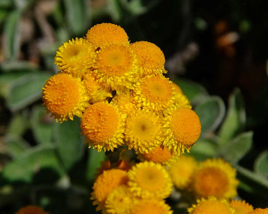 Yellow Buttons Plant – Buy Now! – Ladybird Nursery