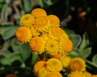 Yellow Buttons (Chrysocephalum apiculatum)