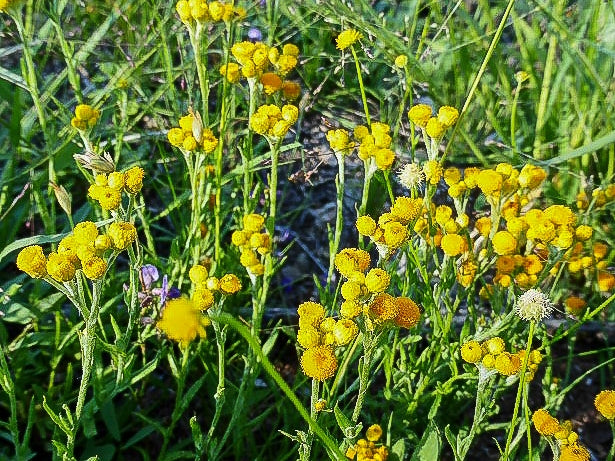 Yellow Buttons Compact (Chrysocephalum apiculatum)
