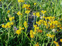 Yellow Buttons Compact (Chrysocephalum apiculatum) - Ladybird Nursery