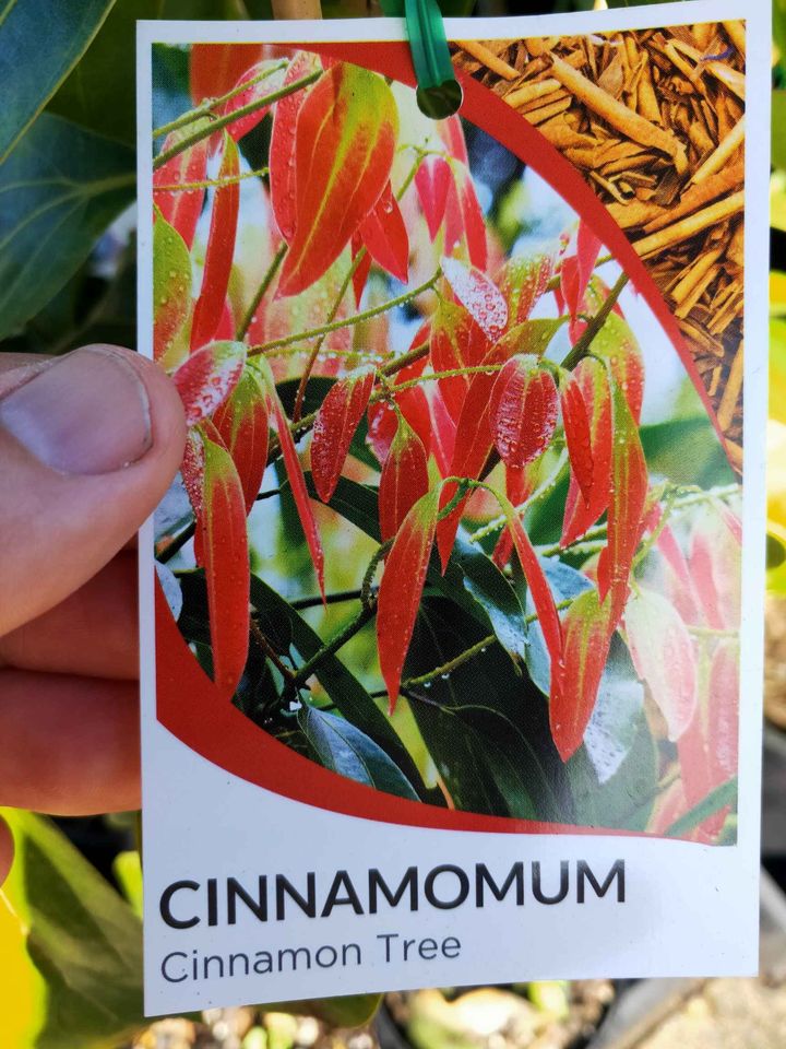 Cinnamon Tree (Cinnamomum zealanicum) - Ladybird Nursery