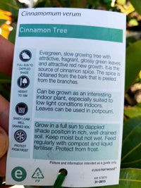 Cinnamon Tree (spice)
