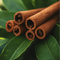 Cinnamon Tree (Cinnamomum zealanicum) - Ladybird Nursery