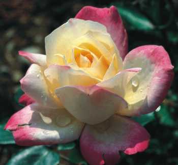 Rose Brady (Rosa) - Ladybird Nursery