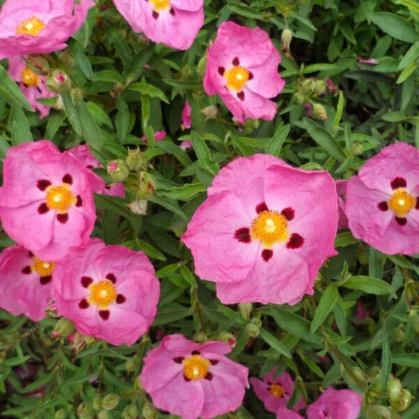 Cistus 'Brilliancy' Rock Rose - Ladybird Nursery