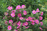Cistus 'Brilliancy' Rock Rose - Ladybird Nursery