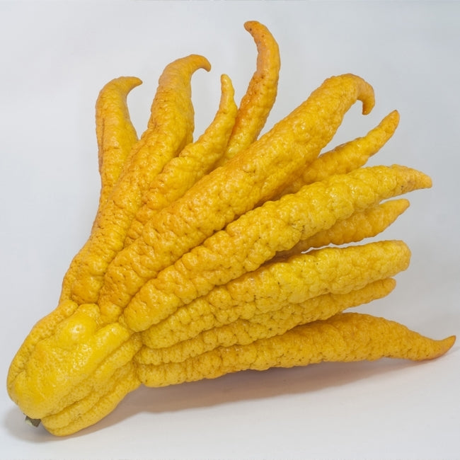 Citron Buddhas Hand QLD ONLY