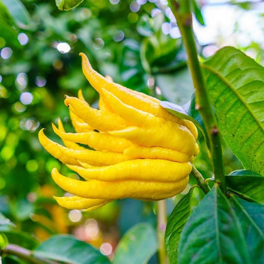 Citron Buddhas Hand (QLD Only) - Ladybird Nursery