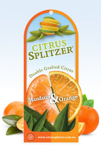 Japanese Seedless Mandarin and Navelina Orange Tree