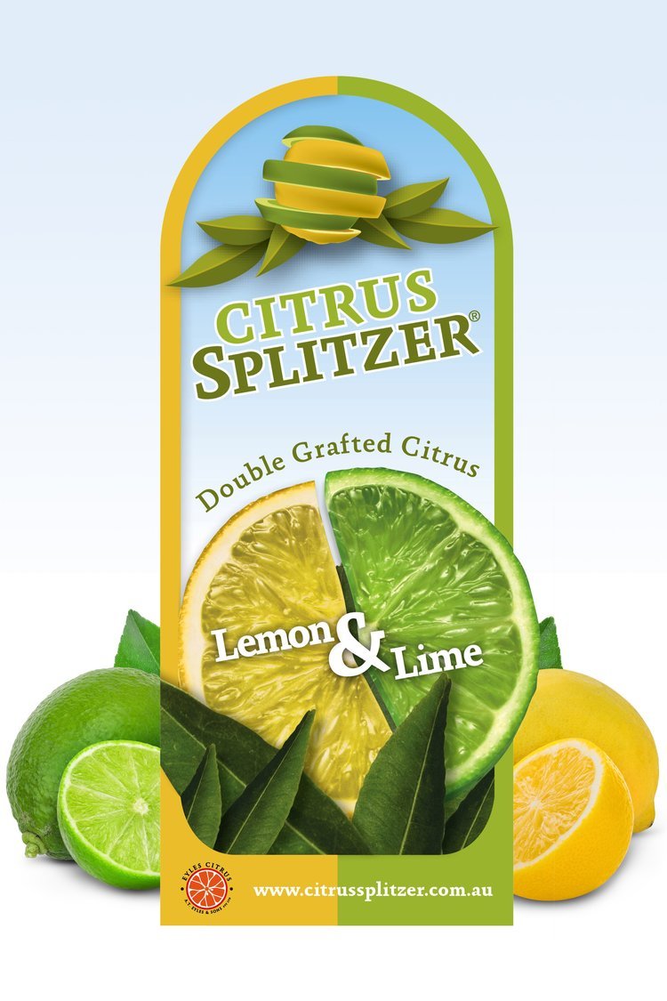 Lemon & Lime Tree (QLD Only) - Ladybird Nursery