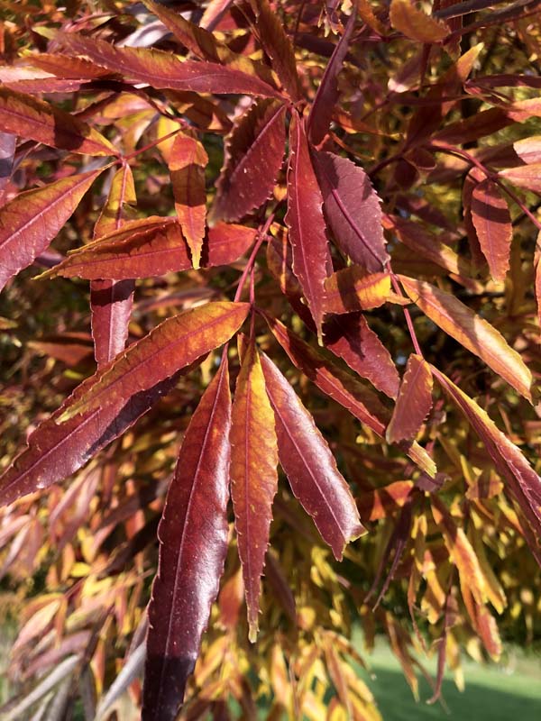 Claret Ash raywoodii (Fraxinus angustifolia) - Ladybird Nursery