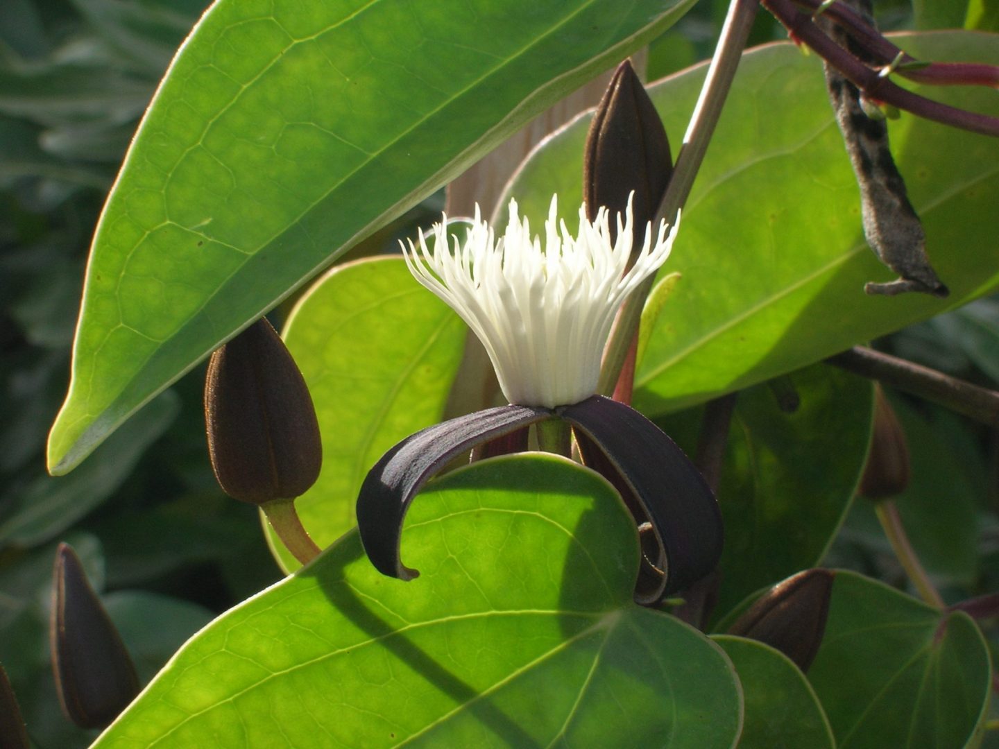 Clematis (Clematis smilacifolia)