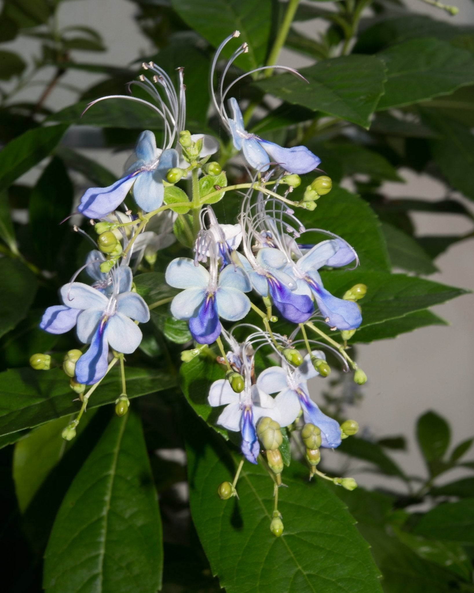 Blue Butterfly Bush (Clerodendrum ugandense) - Ladybird Nursery