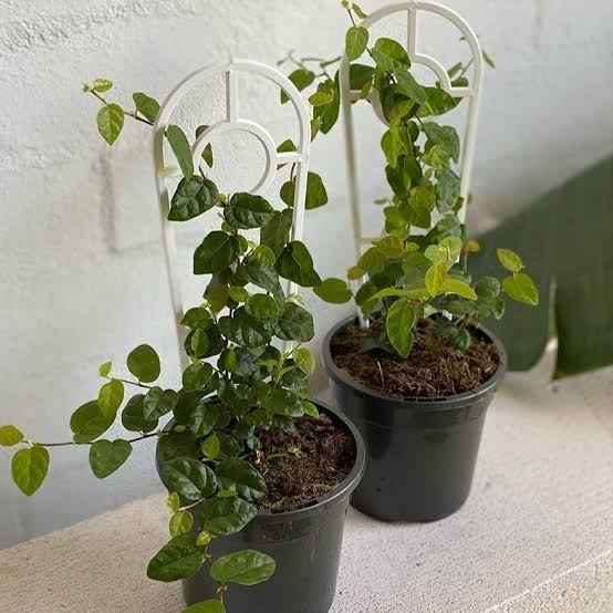 Climbing Fig (ficus pumila)