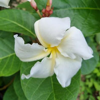 Climbing Frangipani (Chonemorpha fragrans)