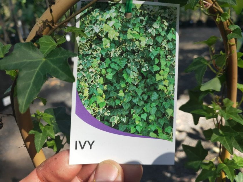 Climbing Ivy