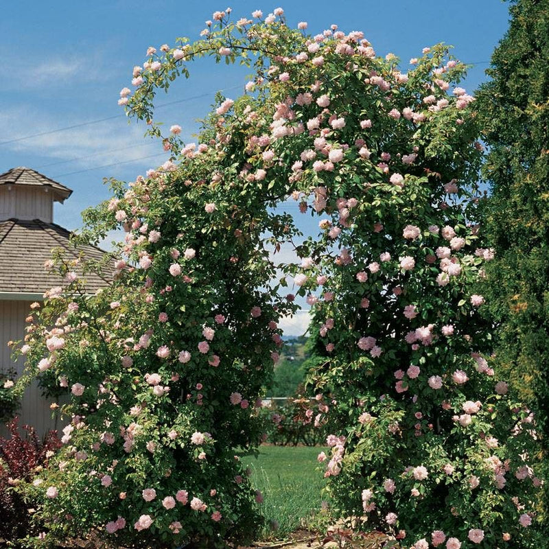 Climbing Rose 'Cecile Brunner'