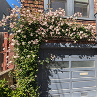 Climbing Rose 'Cecile Brunner'